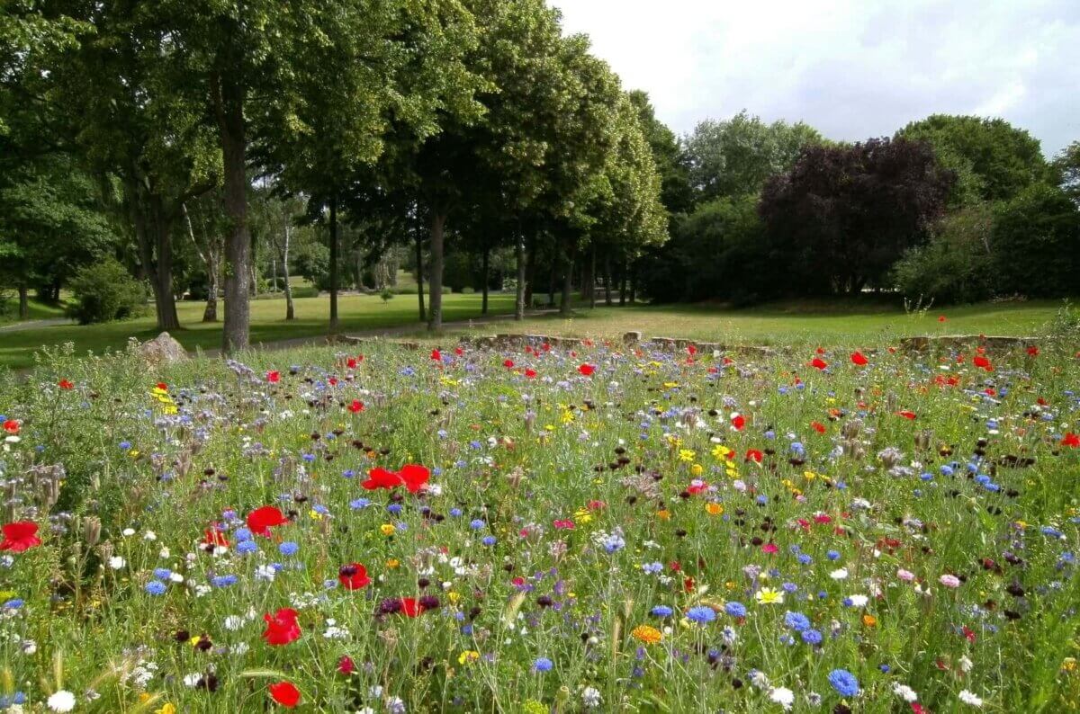 Wildflowers for sustainability