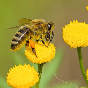 National bee day