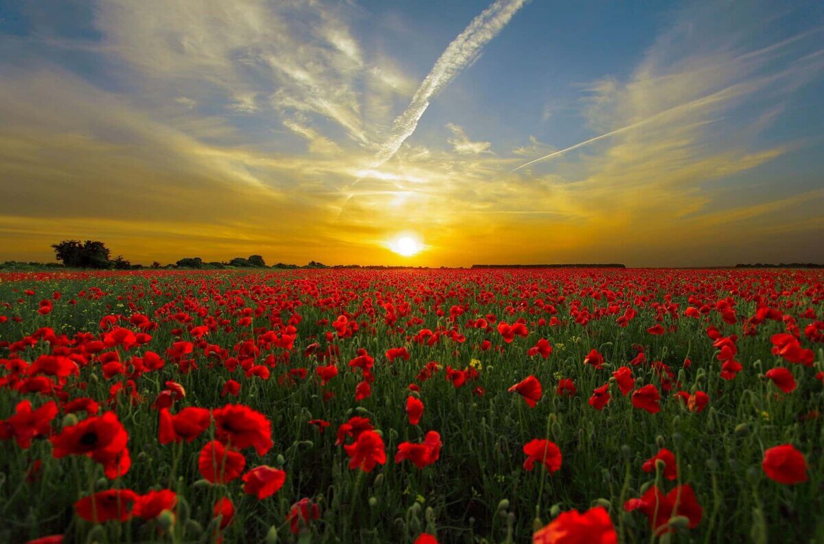 Poppies on Remembrance day