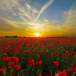 Poppies on Remembrance day